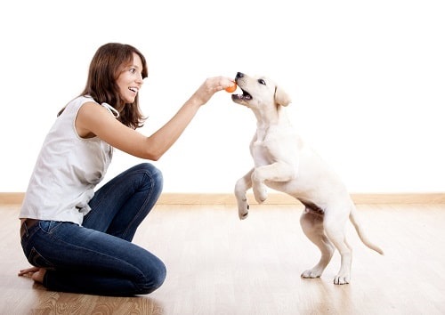 Young woman playing with puppy