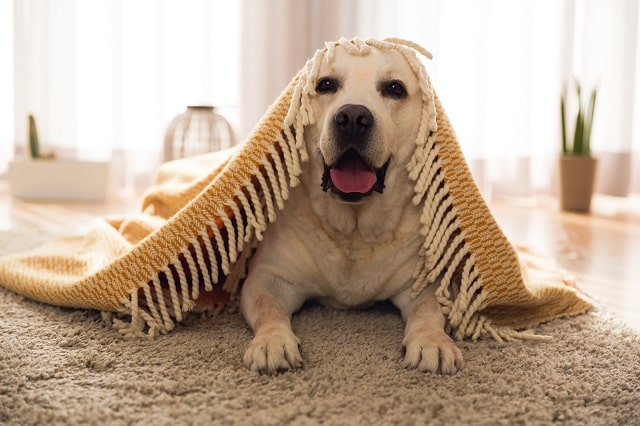 Yellow lab laying on rug under blanket