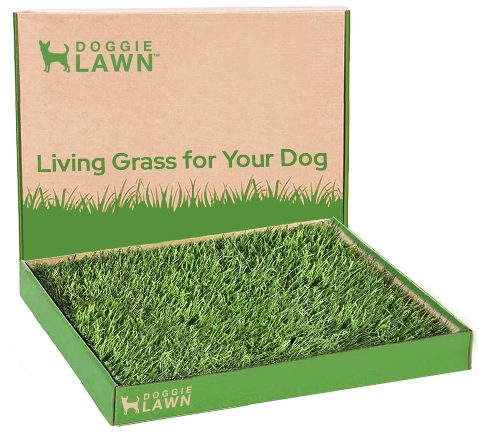 DoggieLawn Natural Grass Puppy Pee Pads