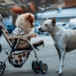 Picture of a dog looking at another dog in a stroller - which is the best dog stroller?