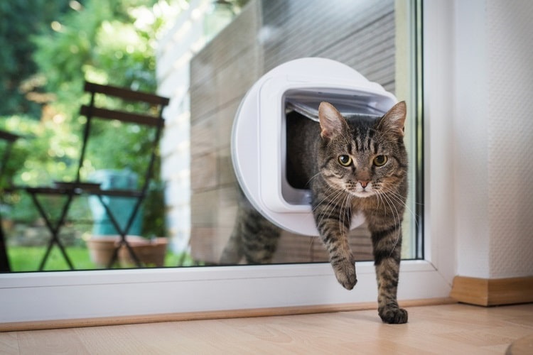 Cat coming inside through a cat door