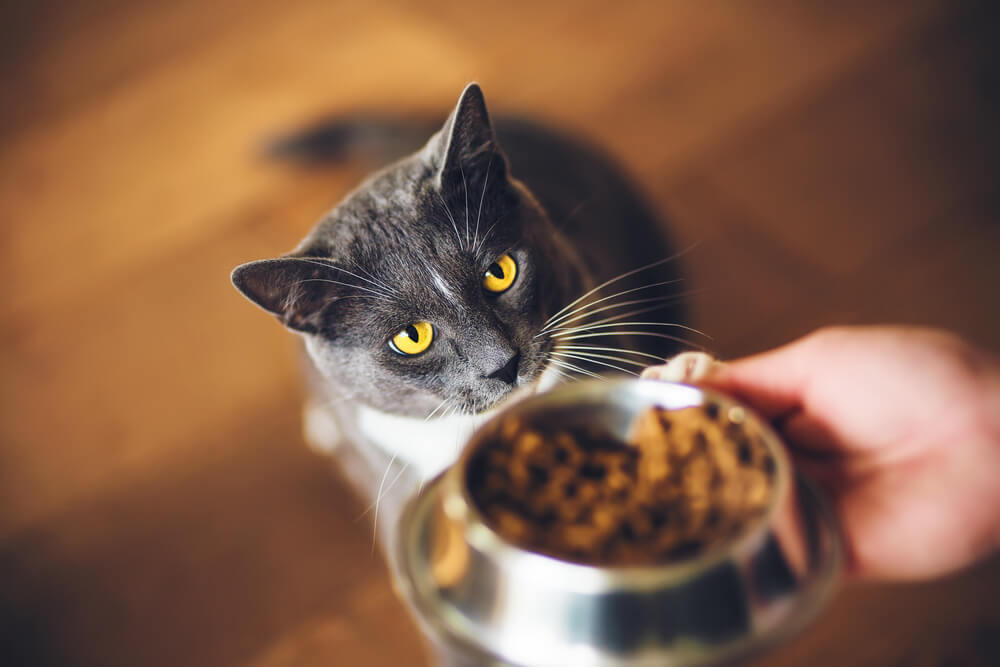 Picture of a cat with food