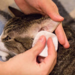 Cleaning Cat's Ear