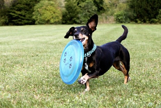 Dachsund playing frisbee