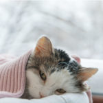 Do Cats Get Cold? Signs Your Cat is cold, and How to Keep Them Warm