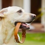 Dog holding a collar in his mouth