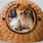 Two dogs on bed in indoor dog house