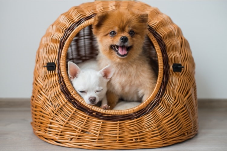 Two dogs on bed in indoor dog house
