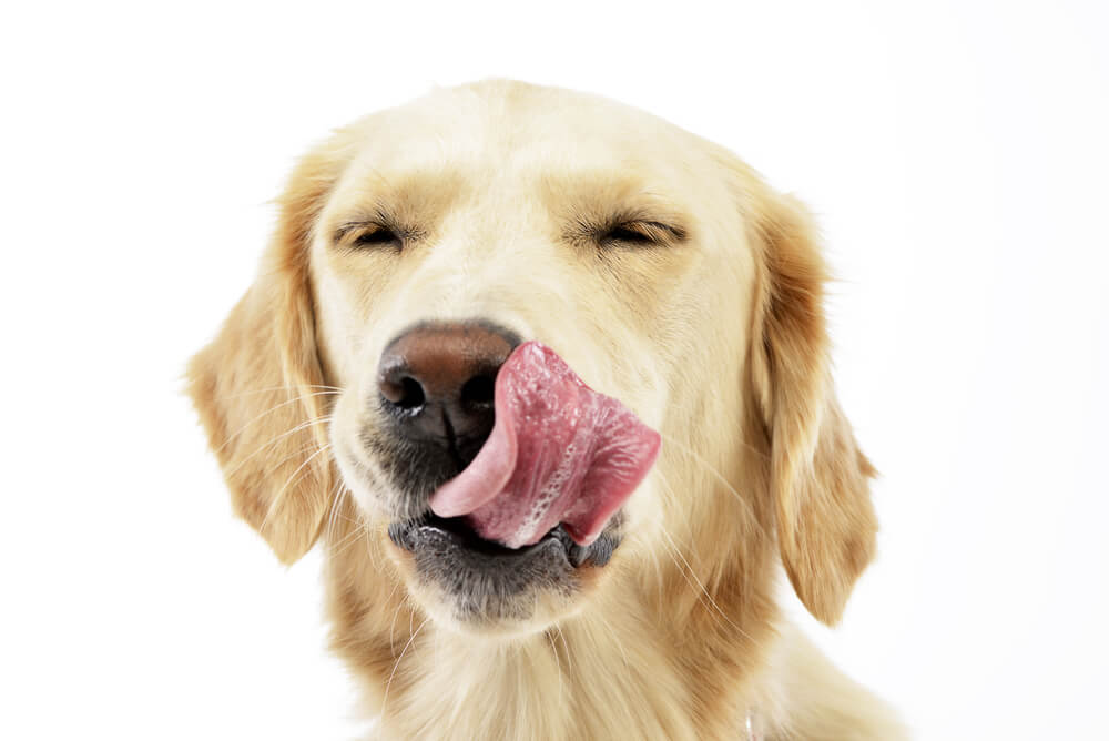 Picture of a dog licking