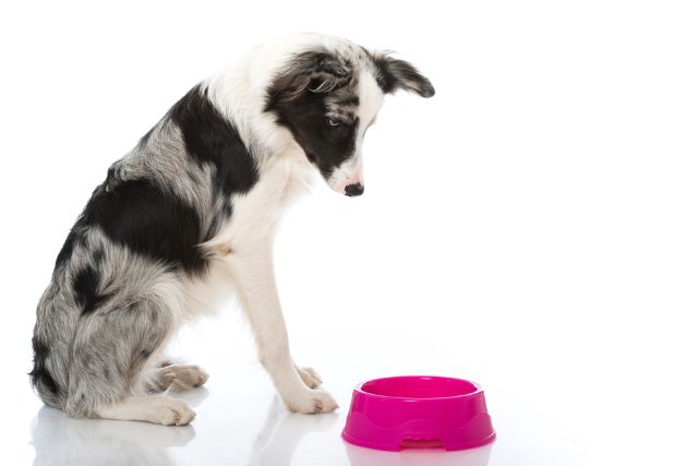 Fasting dog staring hungrily at his empty dog bowl next to him 