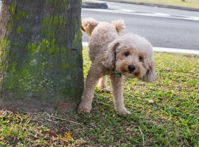 Dog peeing on tree 