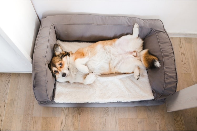 Corgi lying on a dog sofa bed