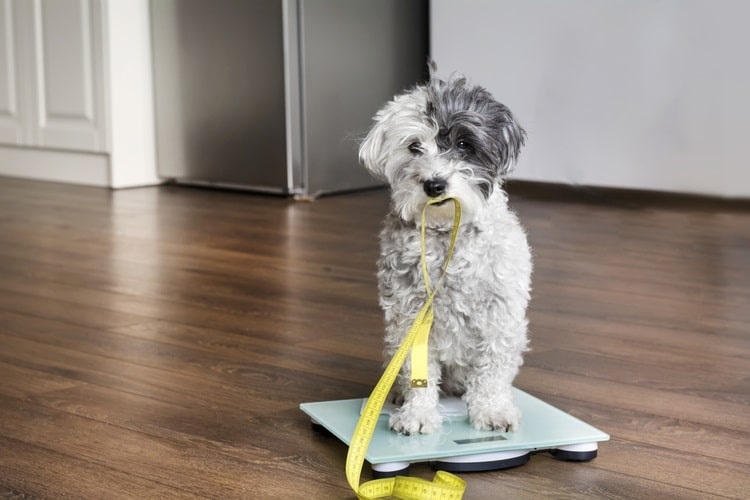 Dog holding measuring tape while standing on scale