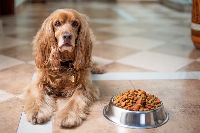 Cocker Spaniel lying next to a bowl of high fiber dog food