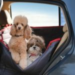 Dogs in backseat of car on a dog car seat cover