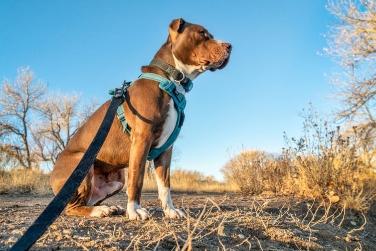 Dog wearing an escape proof dog harness and leash outdoors
