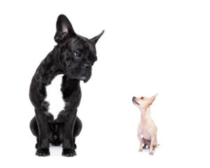 Picture of a French Bulldog looking huge next to a smaller dog