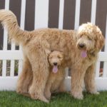 Adult Goldendoodle with a Goldendoodle puppy