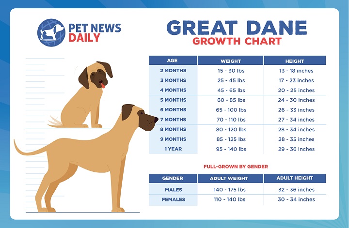Great Dane Growth Chart by Weight