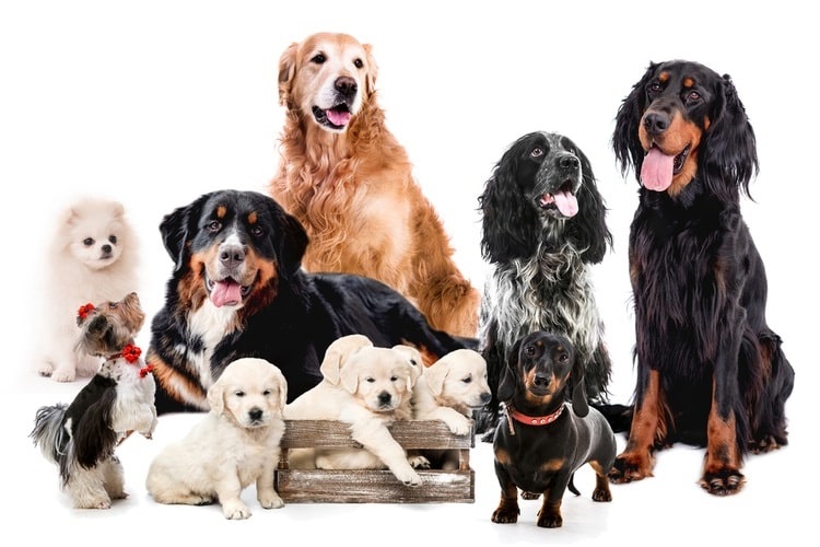 Dogs of various breeds sitting together
