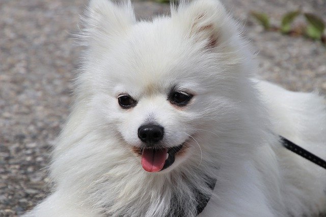 Happy white spitz on a leash resting on the footpath