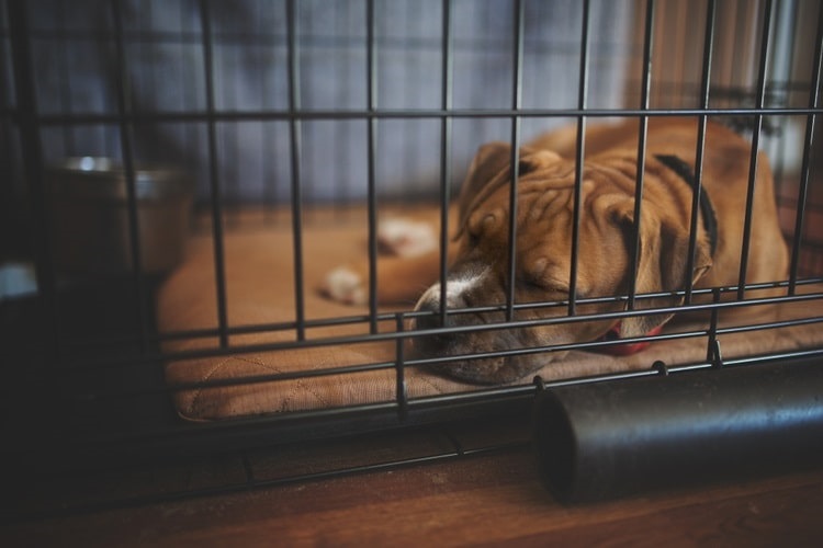 Big dog napping in dog crate