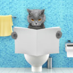 Home remedies for cat diarrhea