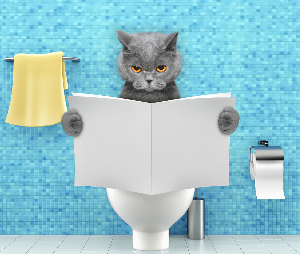 Home remedies for cat diarrhea