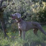 Image of a Great Dane - how much do they weigh?