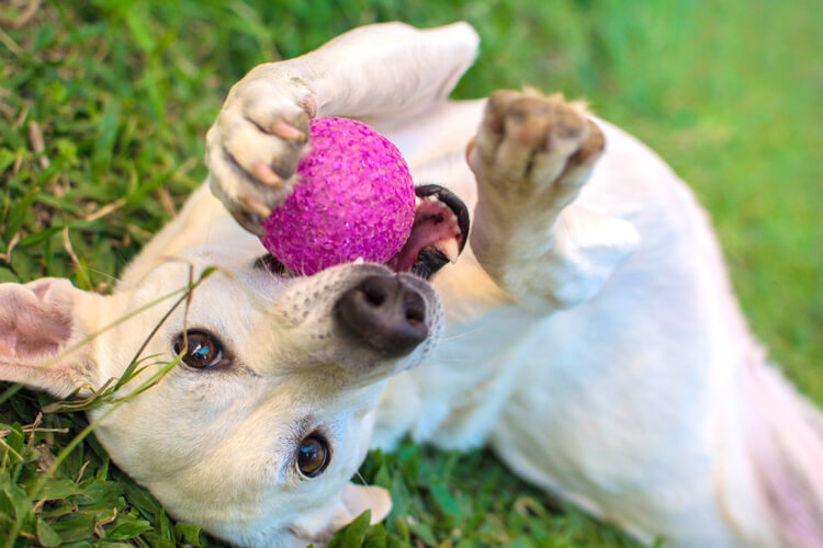 Ideas to Keep Your Dog Entertained for Hours