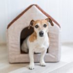 Small dog stepping out of a cozy indoor dog house