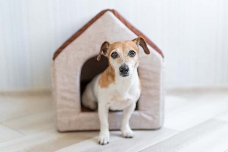 Small dog stepping out of a cozy indoor dog house
