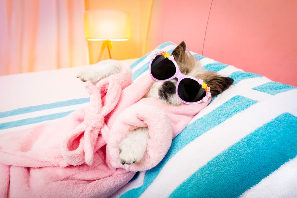 Picture of a dog in sunglasses staying cool