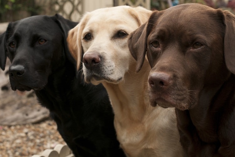 Black, yellow, and chocolate labrador retrievers standing side by side