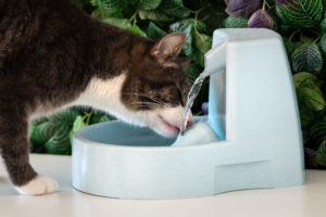 Picture of a cat drinking water (oral hydration)