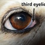 Closeup of dog's eye showing third eyelid