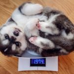 Husky puppy on scale being weighed