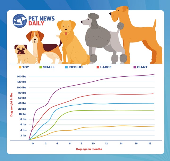 puppy growth chart for toy, small, medium, large and giant dogs