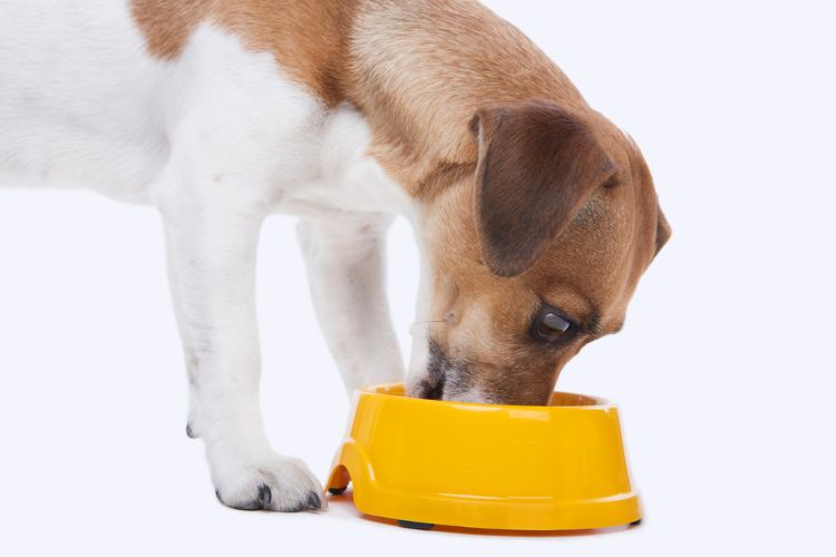 Small dog eating out of yellow dog bowl