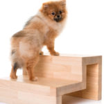 Small dog using wooden dog stairs