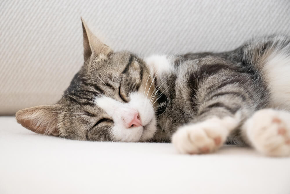 Picture of a cat asleep