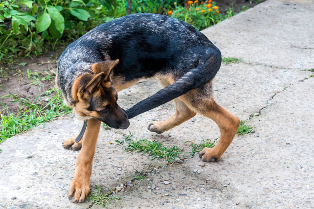 Picture of a dog chasing its tail - why do they do that?